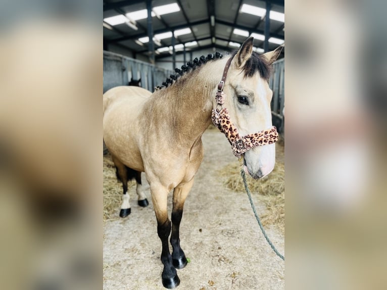 Cob Castrone 4 Anni 146 cm Falbo in Sligo