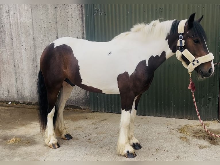 Cob Castrone 4 Anni 147 cm Pezzato in Sligo