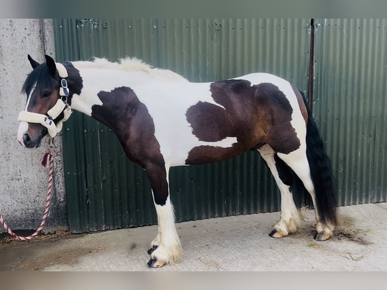 Cob Castrone 4 Anni 147 cm Pezzato in Sligo
