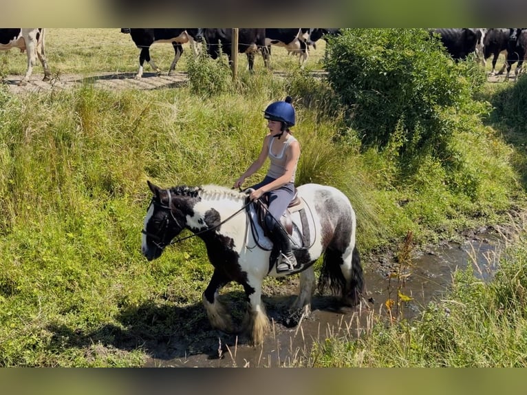 Cob Castrone 4 Anni 147 cm Pezzato in Mountrath, Co. Laois