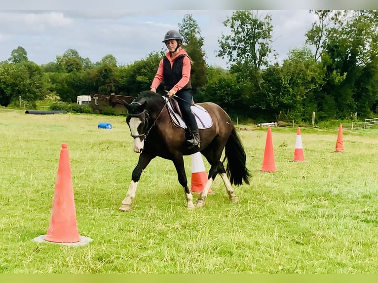 Cob Castrone 4 Anni 148 cm Baio in Mountrath