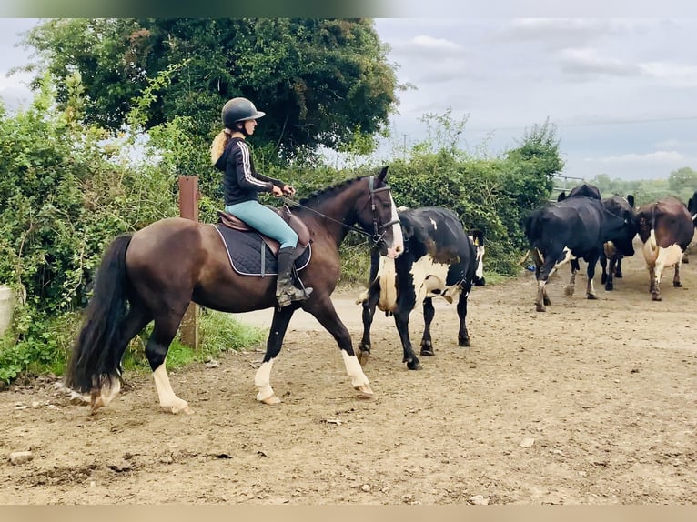 Cob Castrone 4 Anni 148 cm Baio in Mountrath