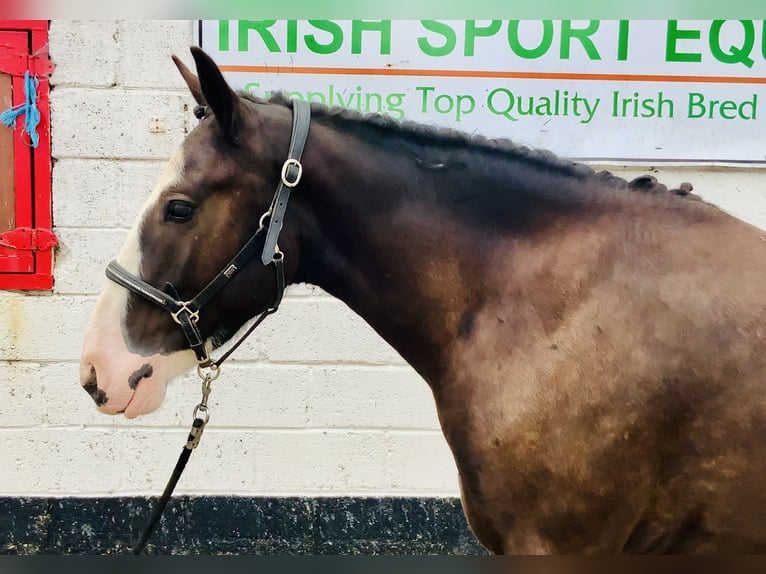 Cob Castrone 4 Anni 148 cm Baio in Mountrath