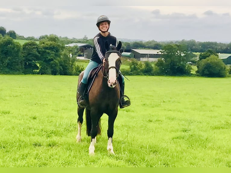 Cob Castrone 4 Anni 148 cm Baio in Mountrath
