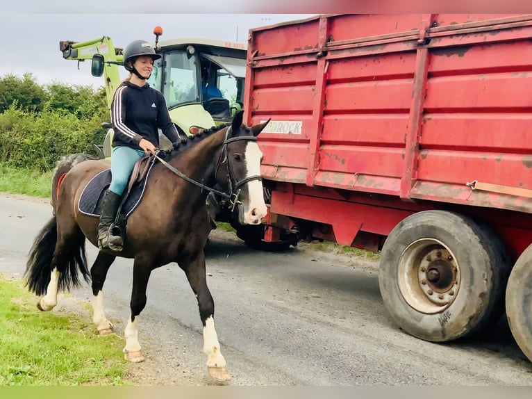 Cob Castrone 4 Anni 148 cm Baio in Mountrath