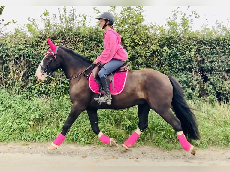 Cob Castrone 4 Anni 148 cm Baio in Mountrath