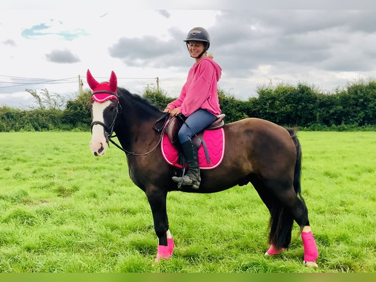 Cob Castrone 4 Anni 148 cm Baio in Mountrath