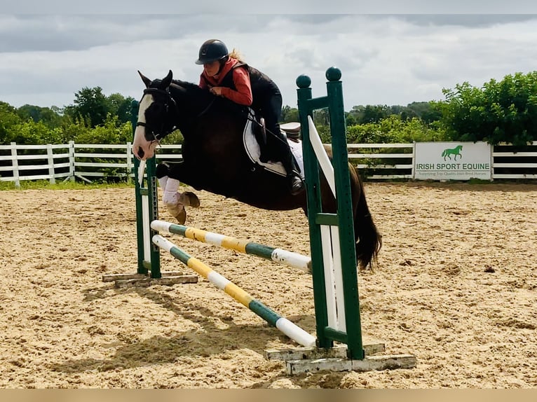 Cob Castrone 4 Anni 148 cm Baio in Mountrath