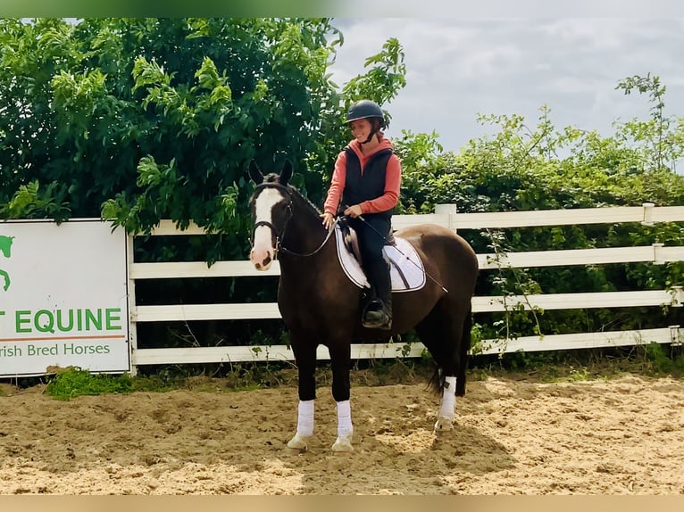 Cob Castrone 4 Anni 148 cm Baio in Mountrath