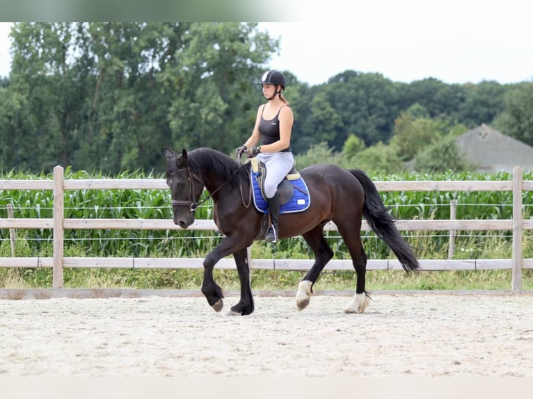 Cob Castrone 4 Anni 150 cm Morello in Bogaarden