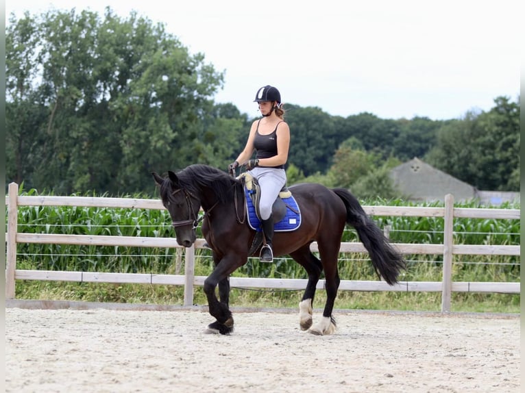 Cob Castrone 4 Anni 150 cm Morello in Bogaarden
