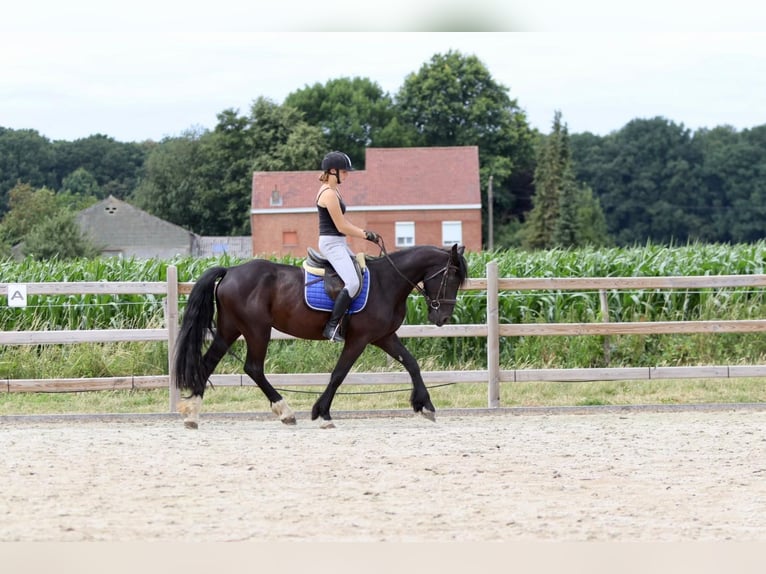 Cob Castrone 4 Anni 150 cm Morello in Bogaarden
