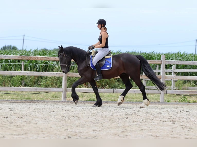 Cob Castrone 4 Anni 150 cm Morello in Bogaarden