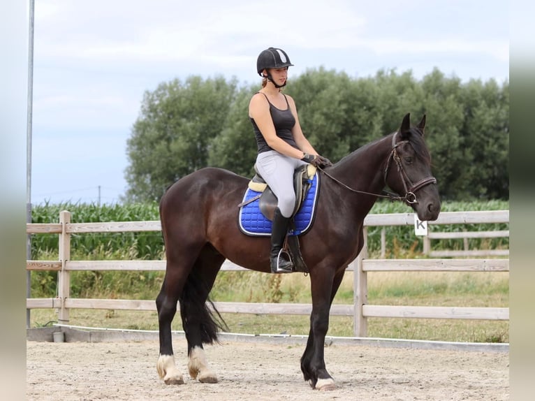 Cob Castrone 4 Anni 150 cm Morello in Bogaarden