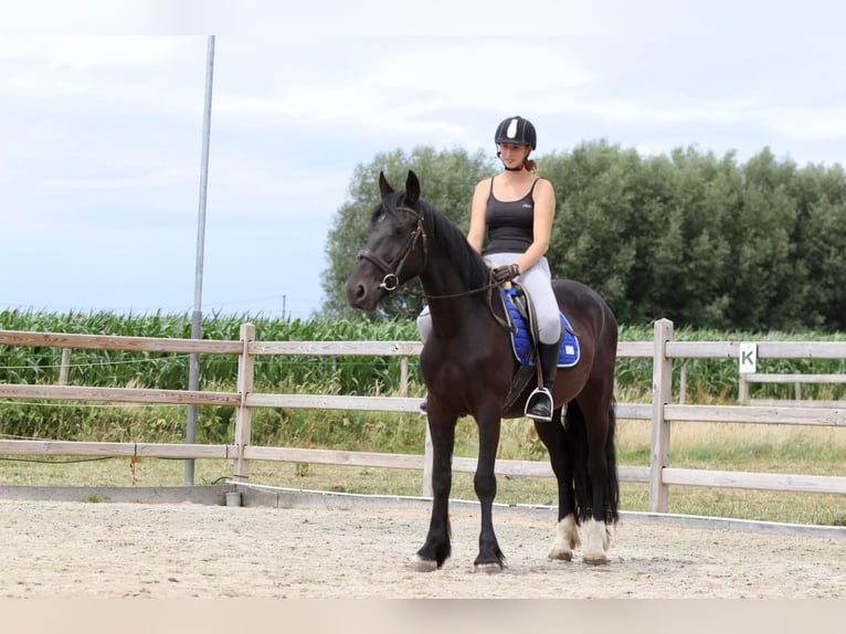 Cob Castrone 4 Anni 150 cm Morello in Bogaarden