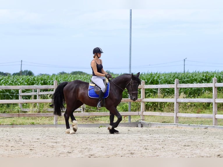 Cob Castrone 4 Anni 150 cm Morello in Bogaarden