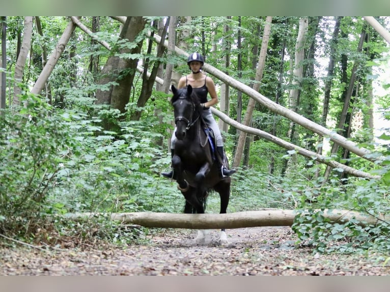 Cob Castrone 4 Anni 150 cm Morello in Bogaarden