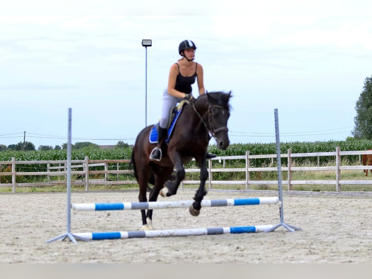 Cob Castrone 4 Anni 150 cm Morello in Bogaarden