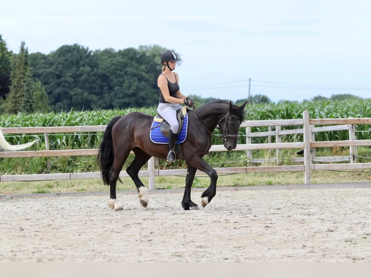 Cob Castrone 4 Anni 150 cm Morello in Bogaarden