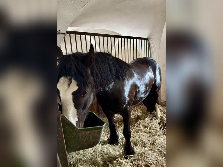 Cob Castrone 4 Anni 150 cm Morello in Tulln