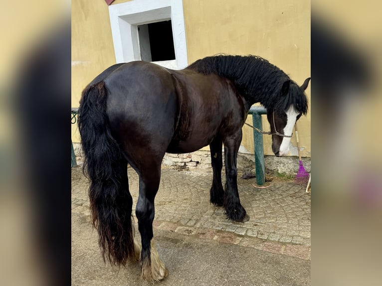 Cob Castrone 4 Anni 150 cm Morello in Tulln