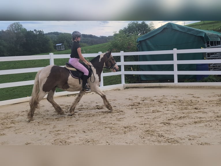 Cob Castrone 4 Anni 150 cm Pezzato in Morsbach