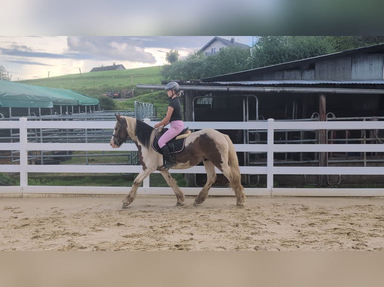 Cob Castrone 4 Anni 150 cm Pezzato in Morsbach