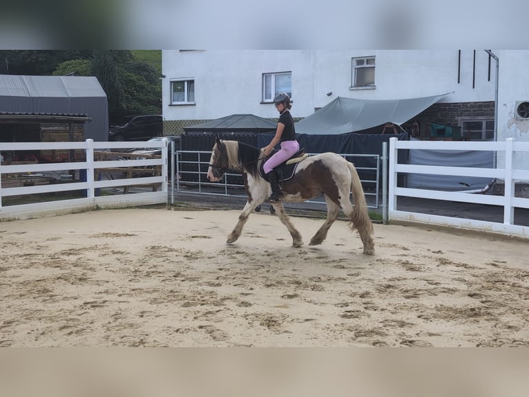 Cob Castrone 4 Anni 150 cm Pezzato in Morsbach
