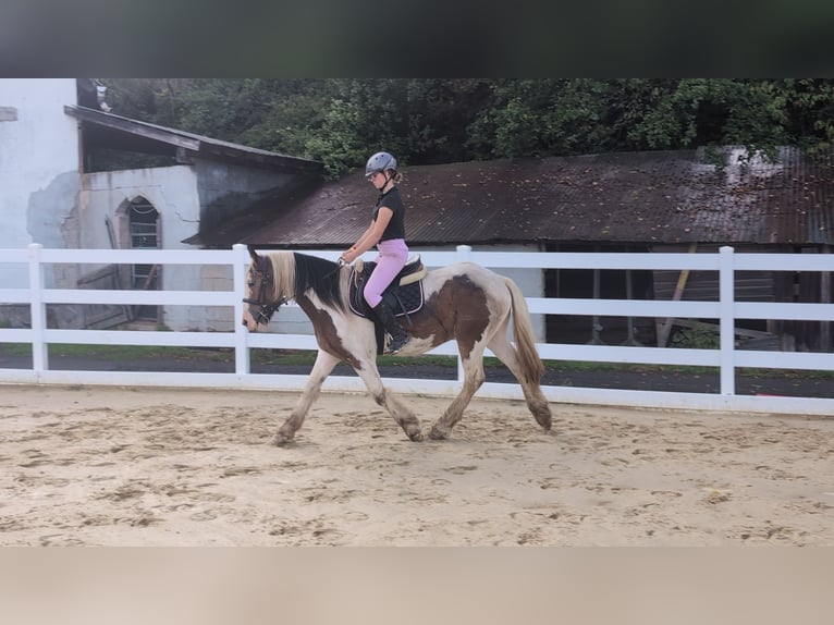 Cob Castrone 4 Anni 150 cm Pezzato in Morsbach