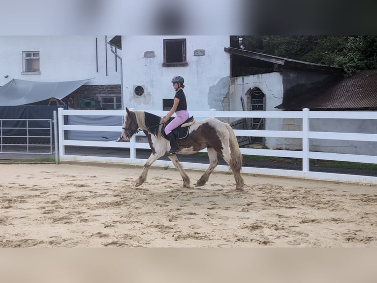 Cob Castrone 4 Anni 150 cm Pezzato in Morsbach