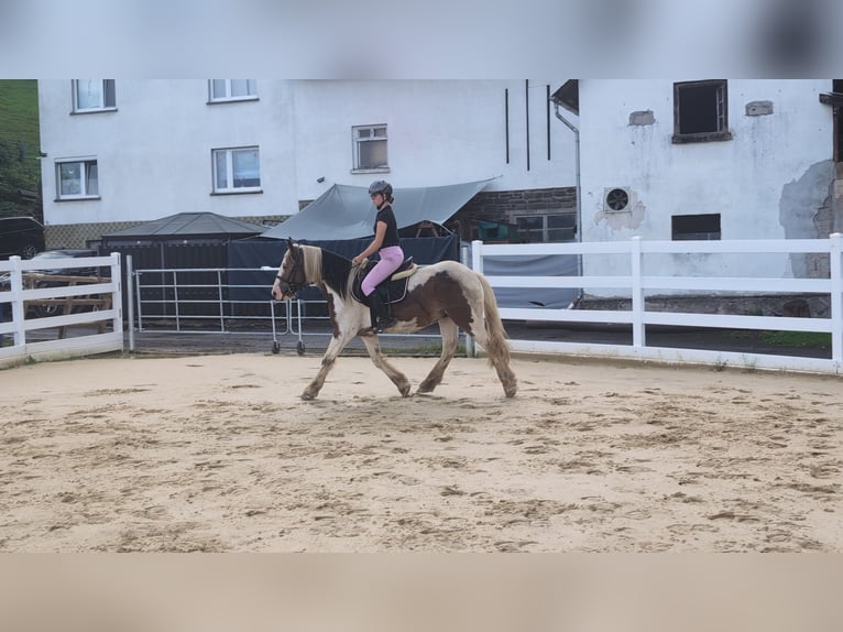 Cob Castrone 4 Anni 150 cm Pezzato in Morsbach