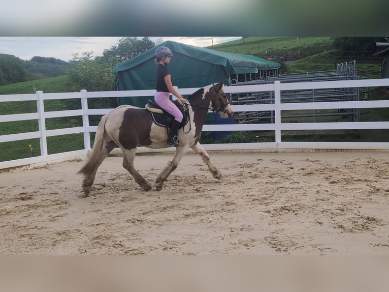 Cob Castrone 4 Anni 150 cm Pezzato in Morsbach