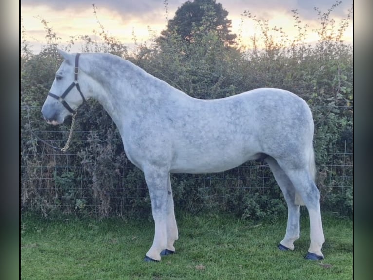 Cob Castrone 4 Anni 152 cm Grigio in West Sussex