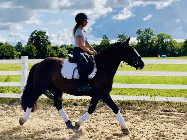 Cob Castrone 4 Anni 152 cm Morello in Mountrath