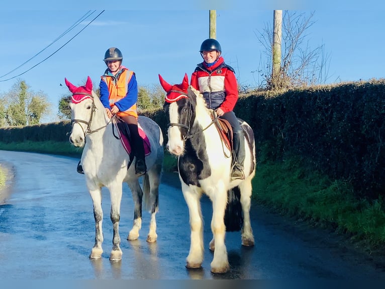 Cob Castrone 4 Anni 152 cm Pezzato in Mountrath