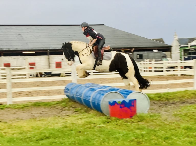 Cob Castrone 4 Anni 152 cm Pezzato in Mountrath