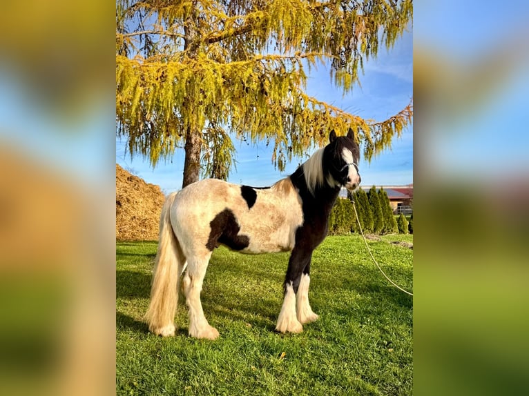 Cob Castrone 4 Anni 153 cm Pezzato in Achstetten