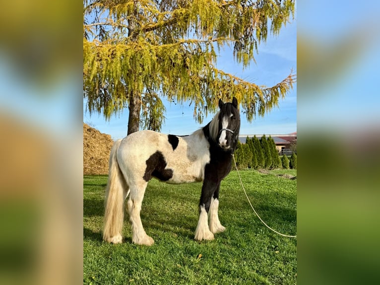 Cob Castrone 4 Anni 153 cm Pezzato in Achstetten