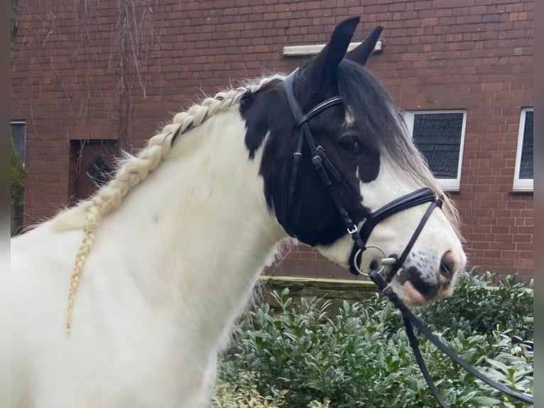 Cob Castrone 4 Anni 153 cm Pezzato in Hopsten