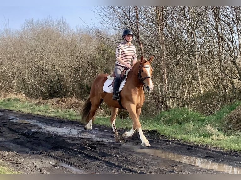 Cob Mix Castrone 4 Anni 154 cm Sauro scuro in Laois