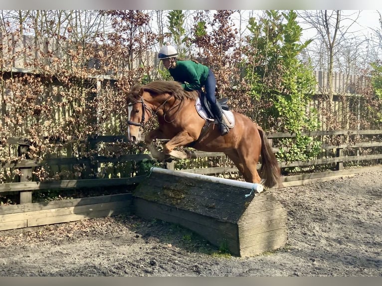 Cob Mix Castrone 4 Anni 154 cm Sauro scuro in Laois