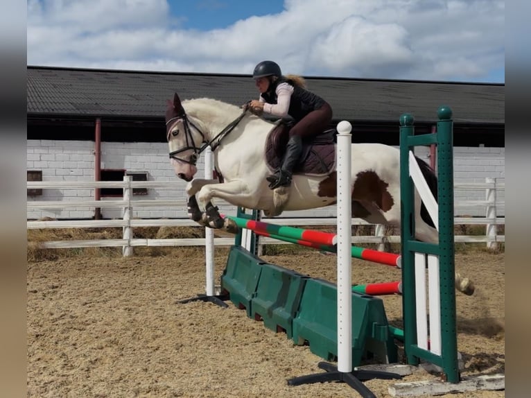 Cob Castrone 4 Anni 154 cm Tobiano-tutti i colori in Mountrath, Co. Laois