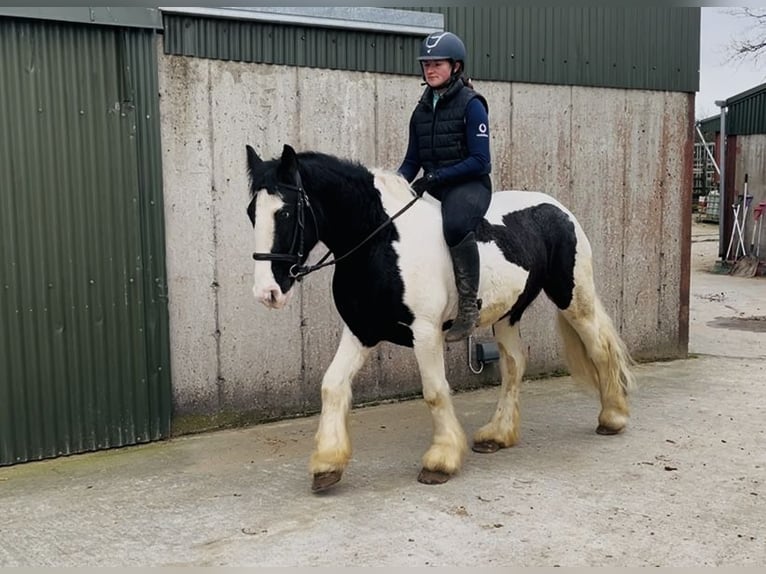 Cob Castrone 4 Anni 155 cm Leopard in Sligo