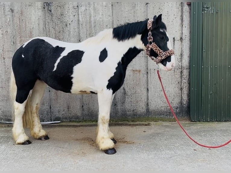 Cob Castrone 4 Anni 155 cm Leopard in Sligo