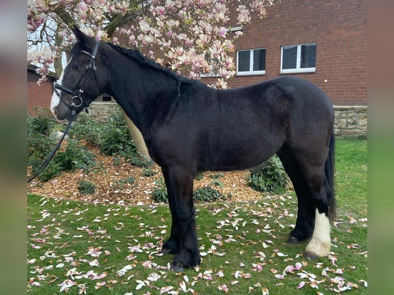 Cob Castrone 4 Anni 155 cm Morello in Hopsten