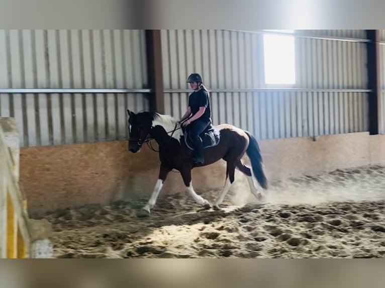 Cob Castrone 4 Anni 158 cm Pezzato in Sligo