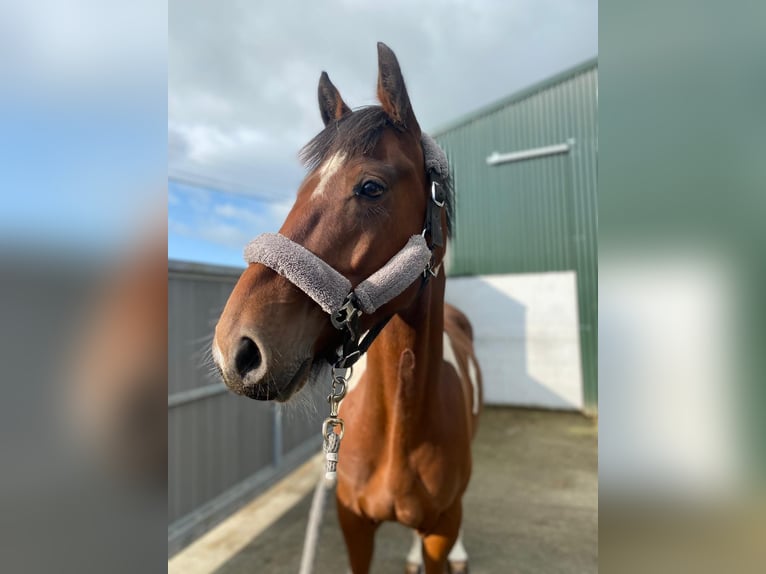 Cob Castrone 4 Anni 158 cm Pezzato in Sligo