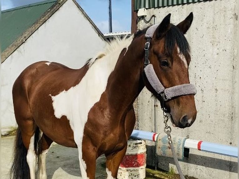 Cob Castrone 4 Anni 158 cm Pezzato in Sligo