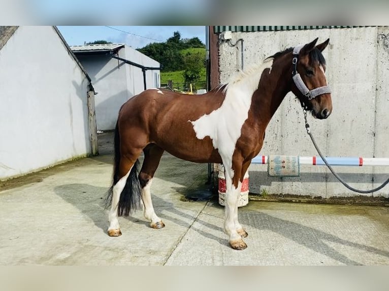 Cob Castrone 4 Anni 158 cm Pezzato in Sligo