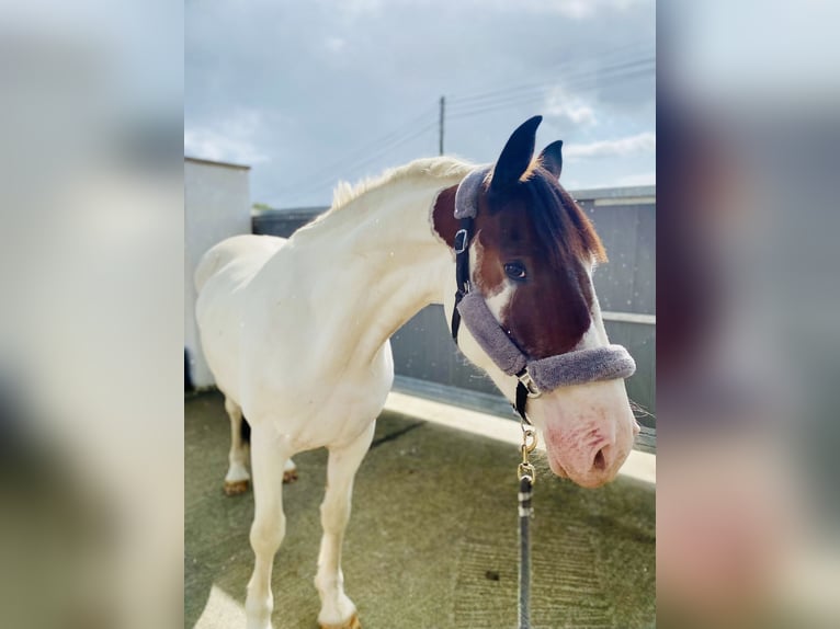 Cob Castrone 4 Anni 158 cm Pezzato in Sligo